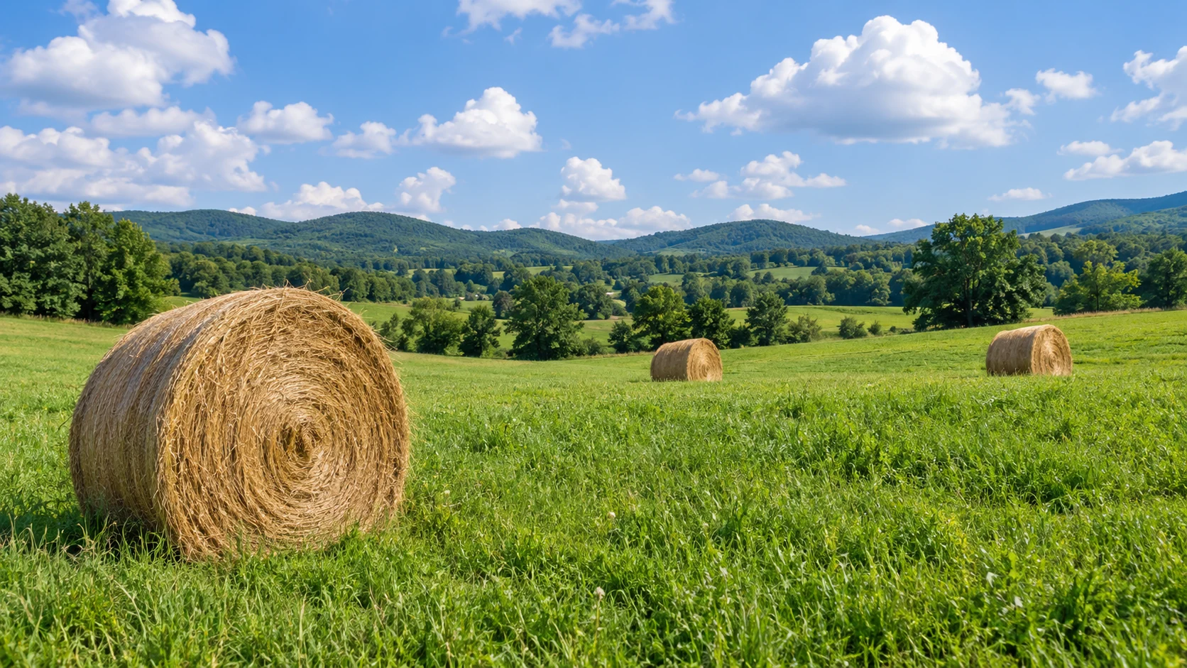 Pasture with round hay bales